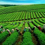 Au Vietnam, la culture du thé se hisse toujours au premier rang…