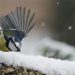 Donnez des ailes à votre élégance…