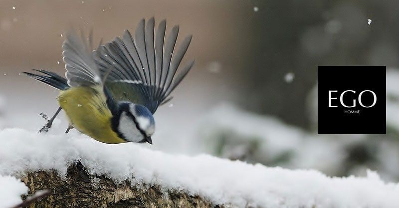 Donnez des ailes à votre élégance…