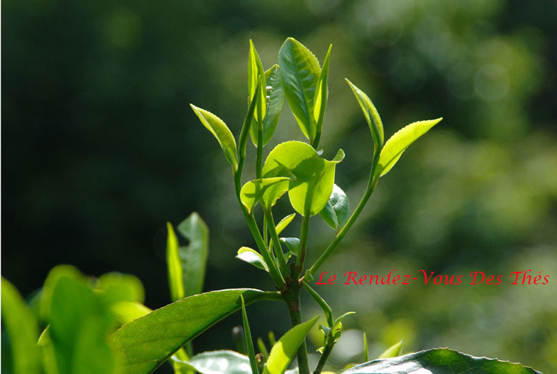 Redécouvrez votre vraie nature…